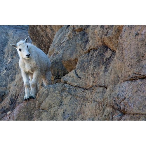 WA-Alpine Lakes Wilderness-Ingalls Lake area-Kid (baby) goat on cliff